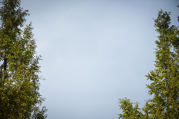 포토 JPG 주간 나무 구름 계절 백그라운드 낙엽 하늘 사람없음 야외 산책 가을 편안함 오브젝트 국내포토 자연요소 식물 잎 휴식 감각 파일형식