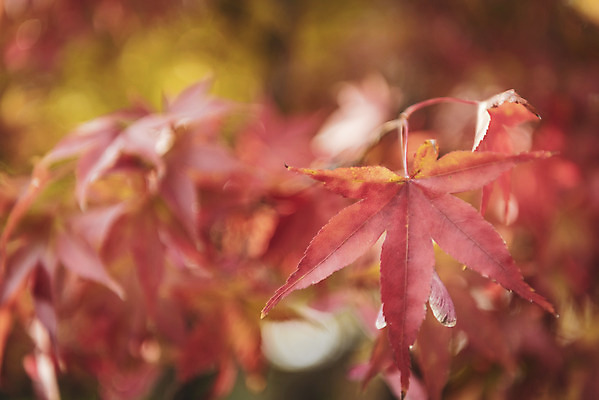 포토 JPG 주간 계절 백그라운드 낙엽 근접촬영 사람없음 야외 아웃포커스 산책 가을 편안함 오브젝트 국내포토 자연요소 뷰포인트 잎 휴식 촬영기법 감각 파일형식