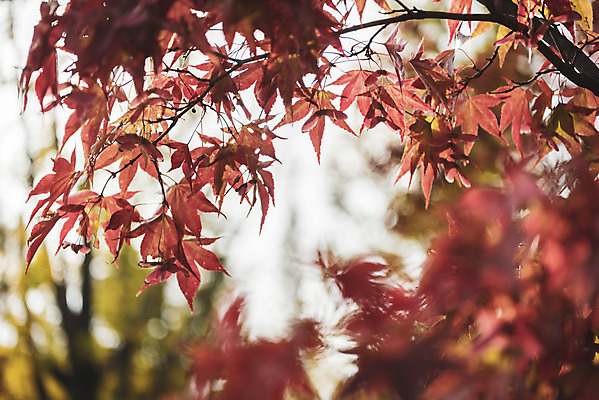 포토 JPG 주간 계절 백그라운드 낙엽 근접촬영 사람없음 야외 아웃포커스 산책 가을 편안함 오브젝트 국내포토 자연요소 뷰포인트 잎 휴식 촬영기법 감각 파일형식