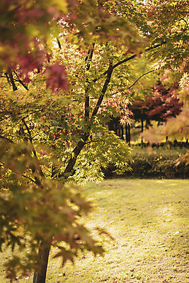 포토 JPG 주간 계절 백그라운드 낙엽 사람없음 야외 가을 편안함 오브젝트 국내포토 자연요소 잎 감각 파일형식