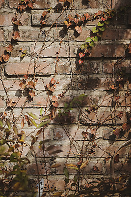 포토 JPG 주간 계절 벽 백그라운드 낙엽 사람없음 야외 가을 덩굴 편안함 오브젝트 국내포토 자연요소 식물 잎 감각 파일형식