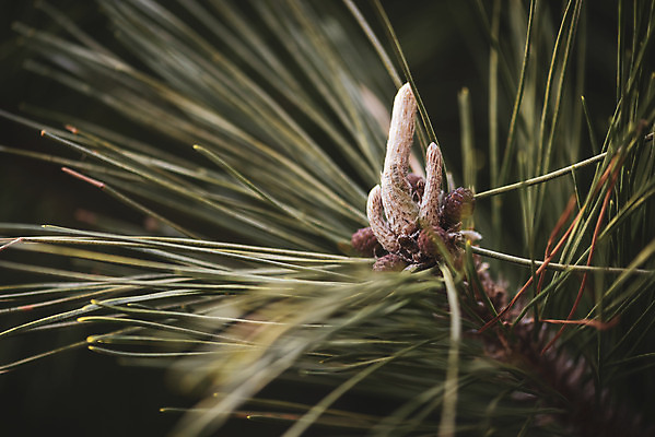 포토 JPG 주간 계절 백그라운드 낙엽 근접촬영 사람없음 야외 가을 소나무 편안함 오브젝트 솔잎 국내포토 자연요소 나무 뷰포인트 잎 감각 파일형식