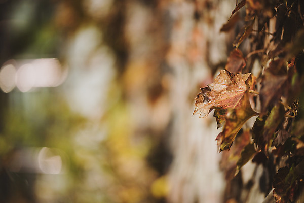 포토 JPG 주간 계절 백그라운드 낙엽 근접촬영 사람없음 야외 아웃포커스 가을 편안함 오브젝트 국내포토 자연요소 뷰포인트 잎 촬영기법 감각 파일형식