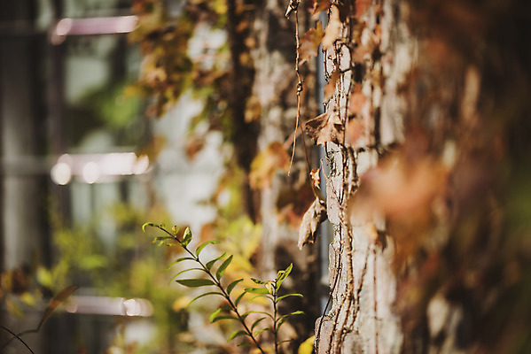 포토 JPG 주간 계절 백그라운드 낙엽 근접촬영 사람없음 야외 아웃포커스 가을 편안함 오브젝트 국내포토 자연요소 뷰포인트 잎 촬영기법 감각 파일형식