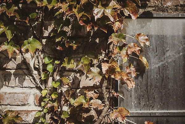포토 JPG 주간 계절 백그라운드 낙엽 사람없음 야외 가을 편안함 오브젝트 국내포토 자연요소 잎 감각 파일형식