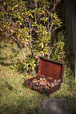 포토 JPG 주간 계절 백그라운드 가방 사람없음 야외 가을 나뭇가지 편안함 오브젝트 국내포토 자연요소 나무 잡화 감각 파일형식