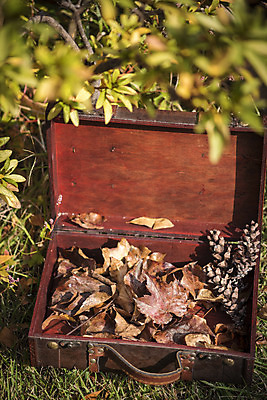 포토 JPG 주간 계절 백그라운드 가방 사람없음 야외 가을 나뭇가지 편안함 오브젝트 국내포토 자연요소 나무 잡화 감각 파일형식