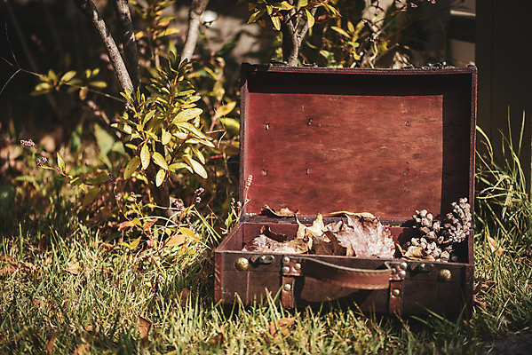 포토 JPG 주간 계절 백그라운드 가방 사람없음 야외 가을 나뭇가지 편안함 오브젝트 국내포토 자연요소 나무 잡화 감각 파일형식