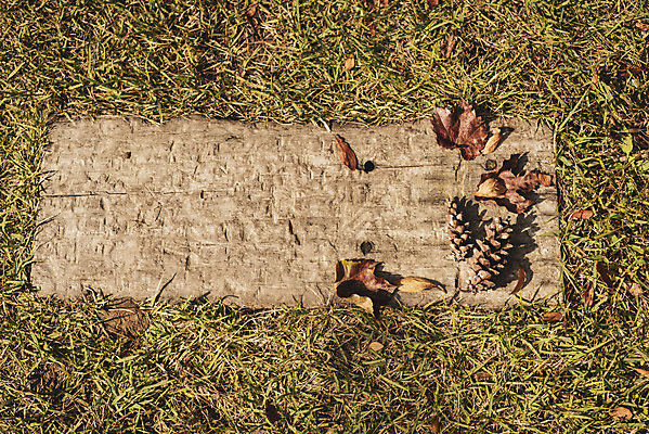 포토 JPG 주간 계절 백그라운드 낙엽 사람없음 야외 가을 편안함 오브젝트 솔방울 발판 국내포토 자연요소 잎 감각 파일형식