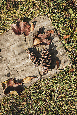 포토 JPG 주간 계절 백그라운드 낙엽 사람없음 야외 가을 편안함 오브젝트 솔방울 발판 국내포토 자연요소 잎 감각 파일형식