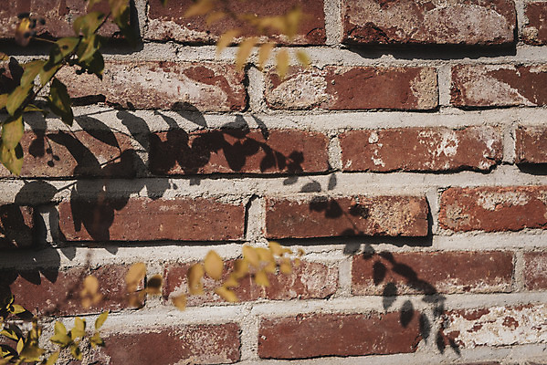 포토 JPG 주간 계절 벽 백그라운드 잎 그림자 사람없음 야외 가을 편안함 오브젝트 국내포토 자연요소 식물 감각 파일형식