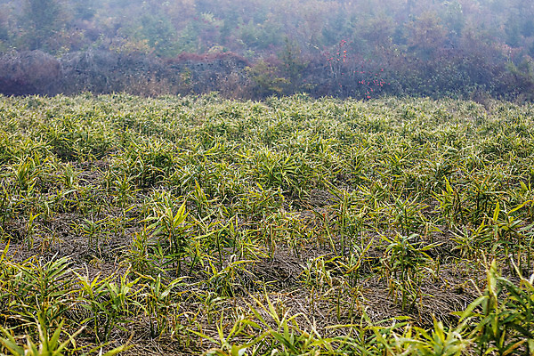 포토 JPG 주간 밭 한국 사람없음 야외 전라북도 특산물 생강 봉동생강 국내포토 자연요소 아시아 농업 채소 전라도 파일형식