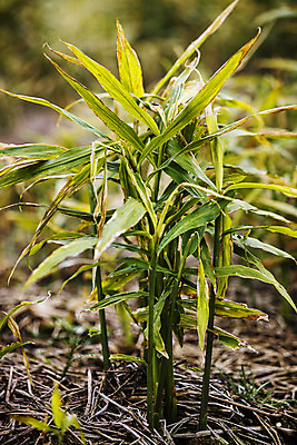 포토 JPG 주간 밭 한국 근접촬영 사람없음 야외 전라북도 특산물 생강 봉동생강 국내포토 자연요소 아시아 뷰포인트 농업 채소 전라도 파일형식