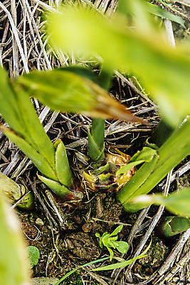 포토 JPG 주간 밭 한국 근접촬영 사람없음 야외 전라북도 특산물 생강 봉동생강 국내포토 자연요소 아시아 뷰포인트 농업 채소 전라도 파일형식