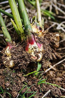 포토 JPG 주간 밭 한국 사람없음 야외 흙 전라북도 특산물 생강 봉동생강 국내포토 자연요소 아시아 농업 채소 전라도 파일형식