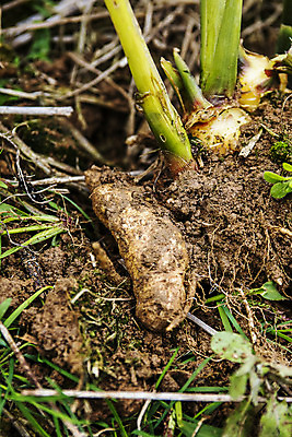 포토 JPG 주간 밭 한국 사람없음 야외 흙 전라북도 특산물 생강 봉동생강 국내포토 자연요소 아시아 농업 채소 전라도 파일형식