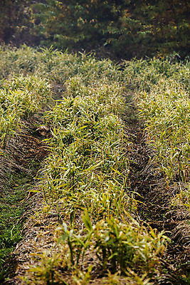포토 JPG 주간 밭 한국 사람없음 야외 전라북도 특산물 생강 봉동생강 국내포토 자연요소 아시아 농업 채소 전라도 파일형식
