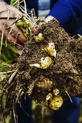 포토 JPG 주간 손 밭 한국 야외 신체부위 흙 전라북도 특산물 생강 봉동생강 국내포토 자연요소 아시아 농업 채소 사람 전라도 파일형식