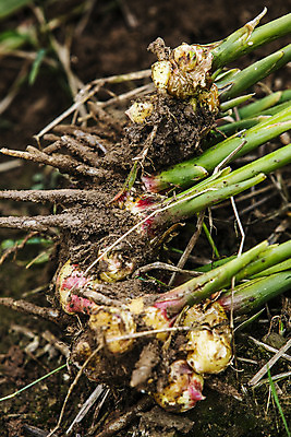 포토 JPG 주간 밭 한국 사람없음 야외 흙 전라북도 특산물 생강 봉동생강 국내포토 자연요소 아시아 농업 채소 전라도 파일형식