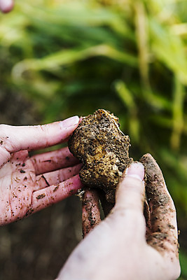 포토 JPG 주간 손 밭 한국 들기 야외 신체부위 흙 전라북도 특산물 생강 봉동생강 국내포토 자연요소 아시아 농업 채소 모션 사람 전라도 파일형식