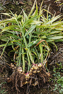 포토 JPG 주간 밭 한국 사람없음 야외 흙 전라북도 특산물 생강 봉동생강 국내포토 자연요소 아시아 농업 채소 전라도 파일형식