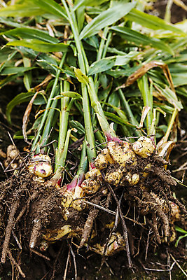 포토 JPG 주간 밭 한국 사람없음 야외 흙 전라북도 특산물 생강 봉동생강 국내포토 자연요소 아시아 농업 채소 전라도 파일형식
