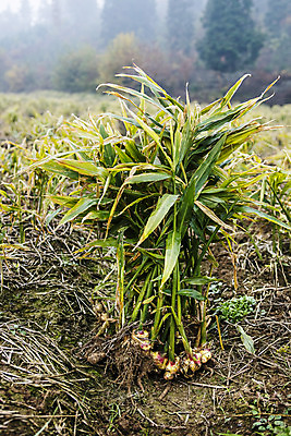 포토 JPG 주간 밭 한국 사람없음 야외 흙 전라북도 특산물 생강 봉동생강 국내포토 자연요소 아시아 농업 채소 전라도 파일형식