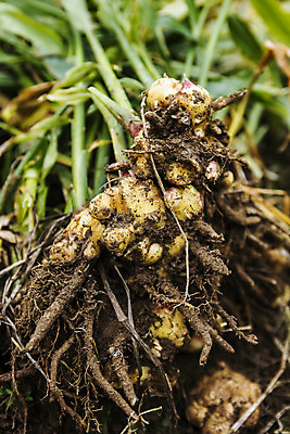 포토 JPG 주간 밭 한국 사람없음 야외 흙 전라북도 특산물 생강 봉동생강 국내포토 자연요소 아시아 농업 채소 전라도 파일형식