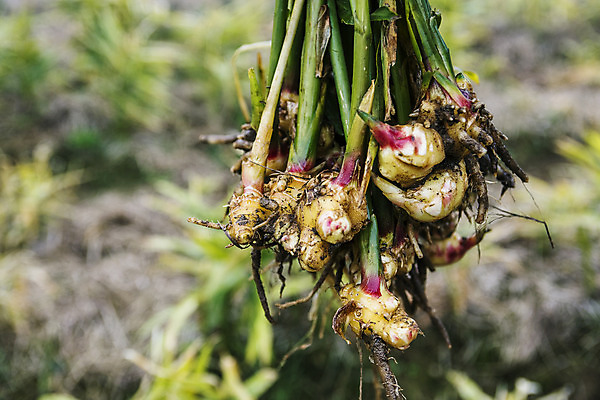 포토 JPG 주간 밭 한국 사람없음 야외 전라북도 특산물 생강 봉동생강 국내포토 자연요소 아시아 농업 채소 전라도 파일형식