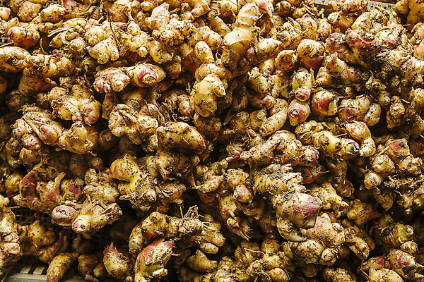 포토 JPG 주간 한국 사람없음 야외 전라북도 특산물 생강 봉동생강 국내포토 자연요소 아시아 채소 전라도 파일형식