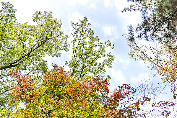 포토 JPG 주간 나무 로우앵글 단풍 낙엽 자연 하늘 단풍나무 풍경 사람없음 야외 가을 북한산 둘레길 국내포토 자연요소 식물 계절 길 뷰포인트 잎 산 생태계 파일형식 고양