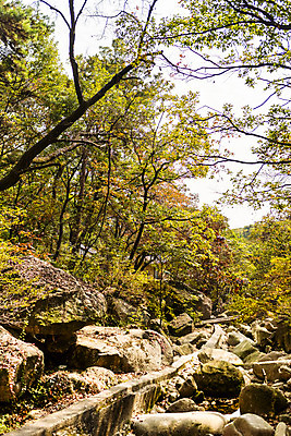 포토 JPG 주간 나무 단풍 낙엽 자연 단풍나무 풍경 사람없음 야외 계곡 가을 바위 북한산 둘레길 국내포토 자연요소 식물 계절 길 잎 산 돌_바위 생태계 파일형식 고양