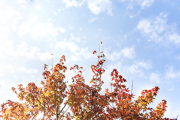 포토 JPG 주간 나무 구름 로우앵글 단풍 낙엽 자연 하늘 단풍나무 풍경 사람없음 야외 가을 숲 북한산 둘레길 국내포토 자연요소 식물 계절 길 뷰포인트 잎 산 생태계 파일형식 고양