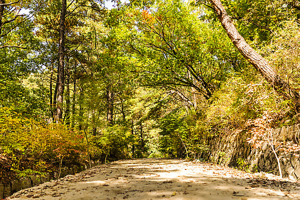 포토 JPG 주간 나무 단풍 낙엽 자연 단풍나무 풍경 사람없음 야외 가을 숲 북한산 둘레길 국내포토 자연요소 식물 계절 길 잎 산 생태계 파일형식 고양