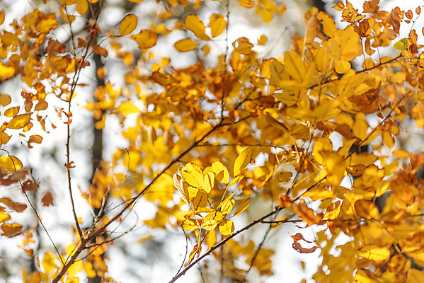 포토 JPG 주간 나무 단풍 낙엽 자연 단풍나무 풍경 사람없음 야외 가을 북한산 둘레길 국내포토 자연요소 식물 계절 길 잎 산 생태계 파일형식 고양