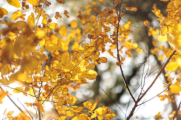 포토 JPG 주간 나무 단풍 낙엽 자연 단풍나무 풍경 사람없음 야외 가을 북한산 둘레길 국내포토 자연요소 식물 계절 길 잎 산 생태계 파일형식 고양