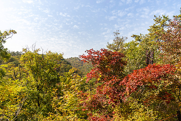 포토 JPG 주간 나무 단풍 낙엽 자연 단풍나무 풍경 사람없음 야외 가을 북한산 둘레길 국내포토 자연요소 식물 계절 길 잎 산 생태계 파일형식 고양