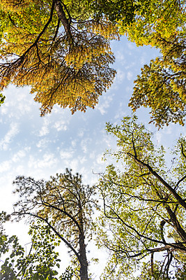 포토 JPG 주간 나무 로우앵글 단풍 낙엽 자연 단풍나무 풍경 사람없음 야외 가을 북한산 둘레길 국내포토 자연요소 식물 계절 길 뷰포인트 잎 산 생태계 파일형식 고양