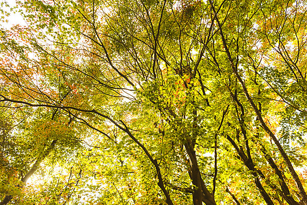 포토 JPG 주간 나무 단풍 낙엽 자연 단풍나무 풍경 사람없음 야외 가을 북한산 둘레길 국내포토 자연요소 식물 계절 길 잎 산 생태계 파일형식 고양