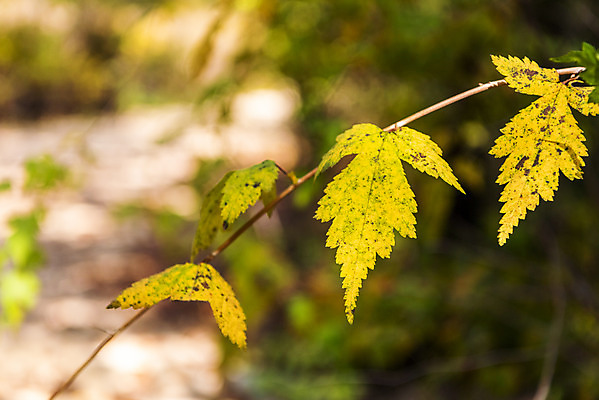포토 JPG 주간 나무 단풍 낙엽 자연 단풍나무 풍경 근접촬영 사람없음 야외 가을 북한산 둘레길 국내포토 자연요소 식물 계절 길 뷰포인트 잎 산 생태계 파일형식 고양