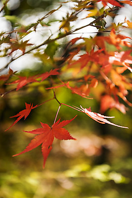 포토 JPG 주간 나무 단풍 낙엽 자연 단풍나무 풍경 근접촬영 사람없음 야외 가을 북한산 둘레길 국내포토 자연요소 식물 계절 길 뷰포인트 잎 산 생태계 파일형식 고양