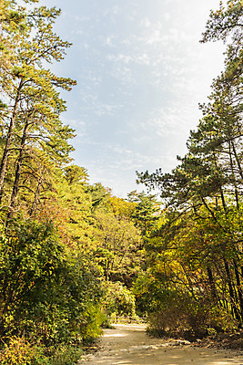 포토 JPG 주간 나무 길 단풍 낙엽 자연 단풍나무 풍경 사람없음 야외 가을 숲 북한산 둘레길 국내포토 자연요소 식물 계절 잎 산 생태계 파일형식 고양
