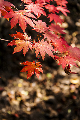 포토 JPG 주간 나무 단풍 낙엽 자연 단풍나무 풍경 근접촬영 사람없음 야외 가을 북한산 둘레길 국내포토 자연요소 식물 계절 길 뷰포인트 잎 산 생태계 파일형식 고양