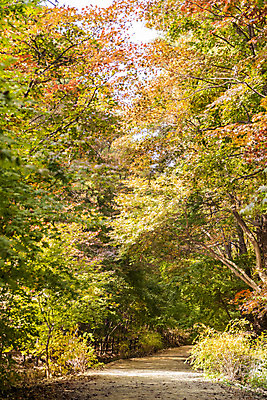 포토 JPG 주간 나무 길 단풍 낙엽 자연 단풍나무 풍경 사람없음 야외 가을 숲 북한산 둘레길 국내포토 자연요소 식물 계절 잎 산 생태계 파일형식 고양