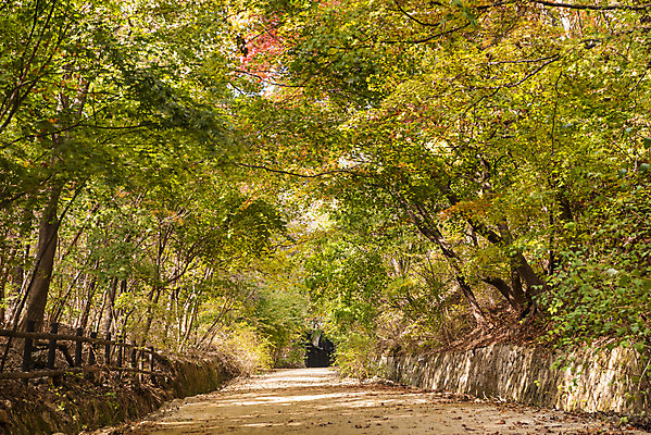 포토 JPG 주간 나무 길 단풍 낙엽 자연 단풍나무 풍경 사람없음 야외 가을 숲 북한산 둘레길 국내포토 자연요소 식물 계절 잎 산 생태계 파일형식 고양