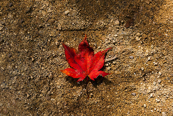 포토 JPG 주간 단풍 낙엽 자연 단풍나무 바닥 풍경 사람없음 야외 하이앵글 흙 가을 북한산 둘레길 국내포토 자연요소 나무 계절 길 뷰포인트 잎 산 생태계 파일형식 고양