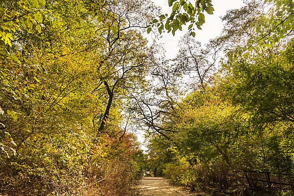 포토 JPG 주간 나무 길 단풍 낙엽 자연 단풍나무 풍경 사람없음 야외 가을 숲 북한산 둘레길 국내포토 자연요소 식물 계절 잎 산 생태계 파일형식 고양