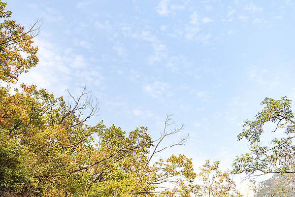 포토 JPG 주간 나무 구름 로우앵글 단풍 낙엽 자연 하늘 단풍나무 풍경 사람없음 야외 가을 북한산 둘레길 국내포토 자연요소 식물 계절 길 뷰포인트 잎 산 생태계 파일형식 고양