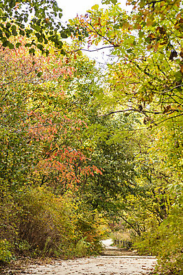 포토 JPG 주간 나무 길 단풍 낙엽 자연 단풍나무 풍경 사람없음 야외 가을 숲 북한산 둘레길 국내포토 자연요소 식물 계절 잎 산 생태계 파일형식 고양