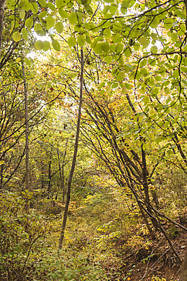포토 JPG 주간 나무 길 단풍 낙엽 자연 단풍나무 풍경 사람없음 야외 가을 숲 북한산 둘레길 국내포토 자연요소 식물 계절 잎 산 생태계 파일형식 고양